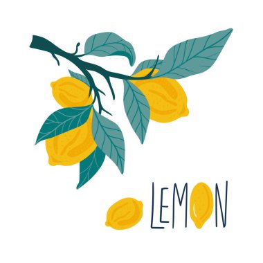 Limon. Beyaz arka planda izole edilmiş tropik yaz meyveleri. Citrus 'un el çizimi tarzı. Moda, iç mekan, kapak, tekstil veya arka plan için İskandinav İskandinav İskandinav tasarımı. 