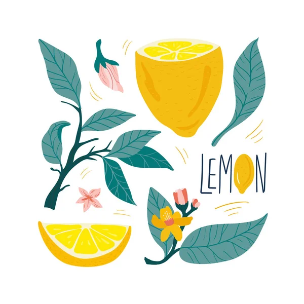 Limon. Beyaz arka planda izole edilmiş tropik yaz meyveleri. Citrus 'un el çizimi tarzı. Moda, iç mekan, kapak, tekstil veya arka plan için İskandinav İskandinav İskandinav tasarımı. 