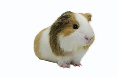 Sevimli bir kobay beyaz izole arka plan görüntü.