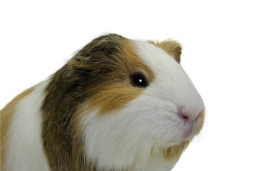 Sevimli bir kobay beyaz izole arka plan görüntü.