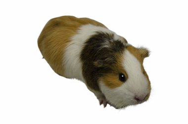 Sevimli bir kobay beyaz izole arka plan görüntü.