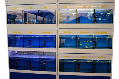 Satır renkli tropikal balık tank.