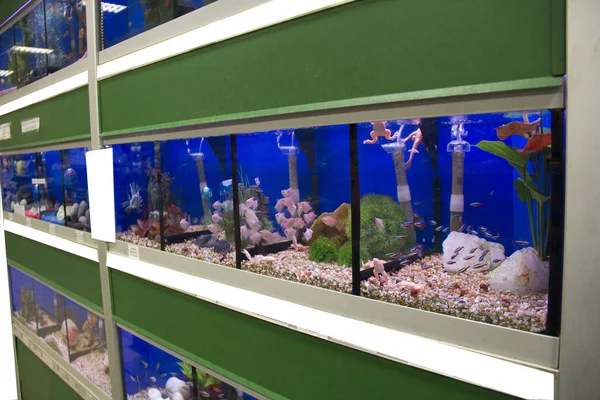 Colorful cold water and tropical fish aquariums