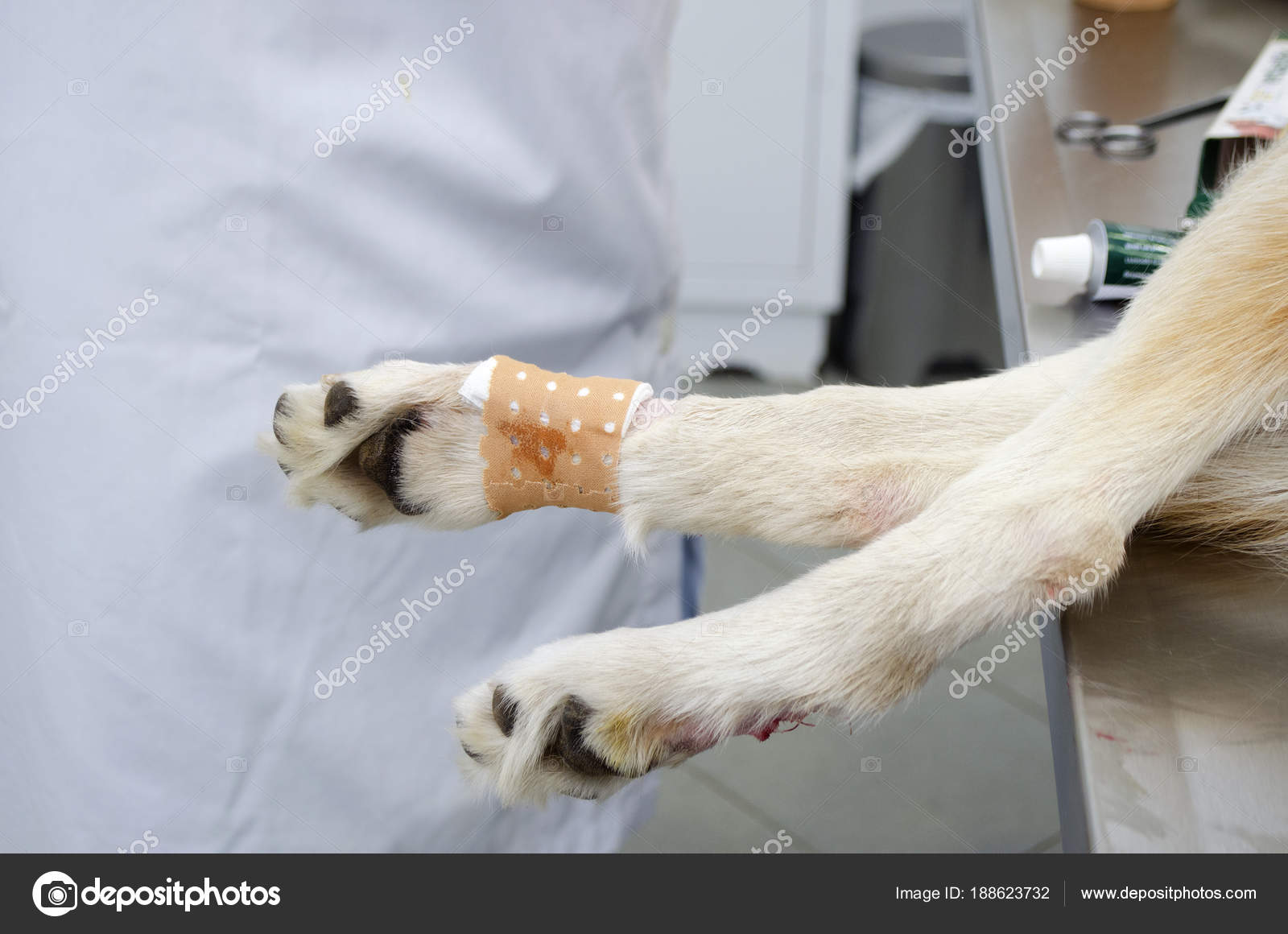 Bild Eines Hunde Beines Während Der Wolfskralle Entfernung Einer