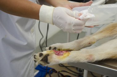 Görüntü bir veteriner kliniğinde dewclaw kaldırma sırasında bir köpek bacak.