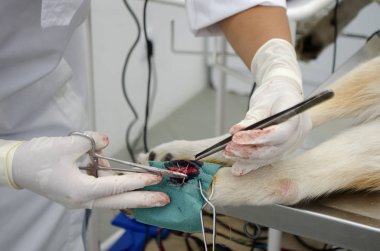 Görüntü bir veteriner kliniğinde dewclaw kaldırma sırasında bir köpek bacak.