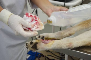 Görüntü bir veteriner kliniğinde dewclaw kaldırma sırasında bir köpek bacak.