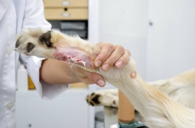 Görüntü bir veteriner kliniğinde dewclaw kaldırma sırasında bir köpek bacak.