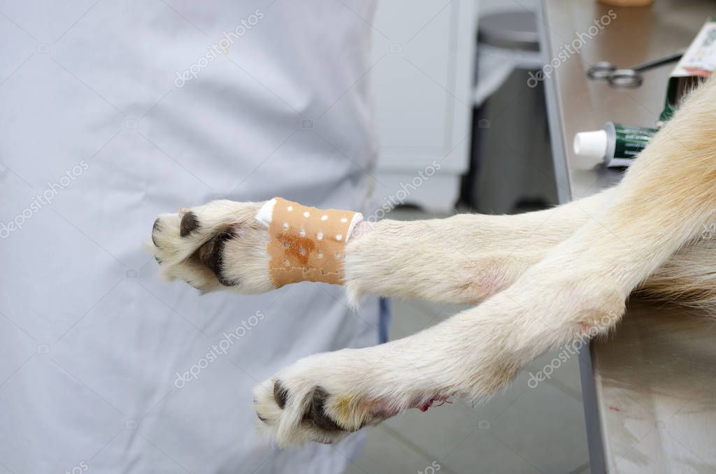 Bild Eines Hunde Beines Während Der Wolfskralle Entfernung Einer