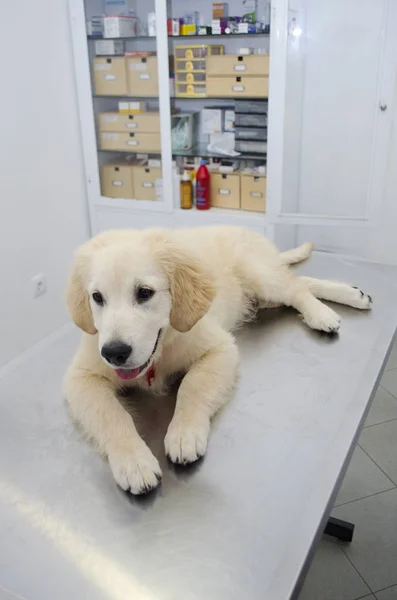Eläinlääkäri tarkastaa koiranpennun — kuvapankkivalokuva