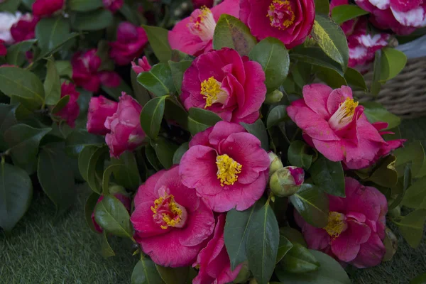 Hermosas Camelias Floreciendo Con Hojas Color Verde Oscuro — Foto de Stock