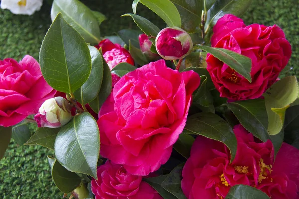 Krásné Kamélie Kvete Tmavě Zelenými Listy — Stock fotografie