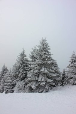 Beyaz taze karın kalınlığı altında kış ladin ormanları. Kış manzarası