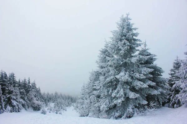 Landscape of winter spruce forest in the snow. Spruce under the thickness of snow on a cloudy day
