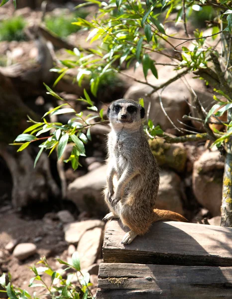 Portrét meerkat nebo surify v přírodním prostředí. Meerkat stojí na kmeni v lese — Stock fotografie