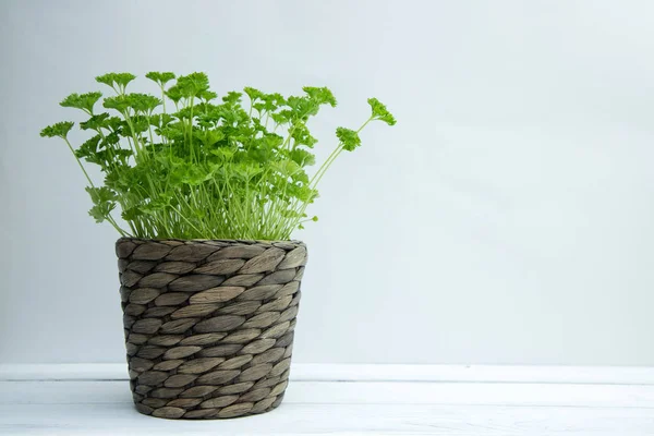 Juicy perejil orgánico fresco en una olla de mimbre en casa en una mesa de madera blanca. Criar vegetación en casa. Copiar espacio —  Fotos de Stock