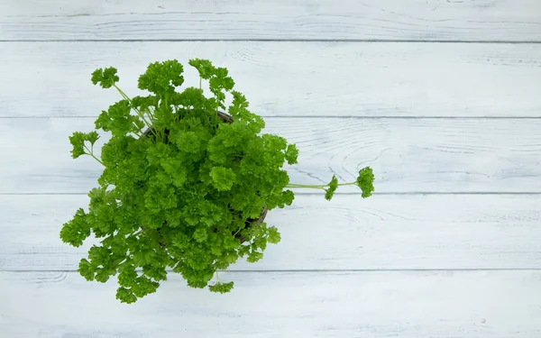 Bunch of juicy parsley on a white wooden table. View from above. Place for text. Fresh greens at home