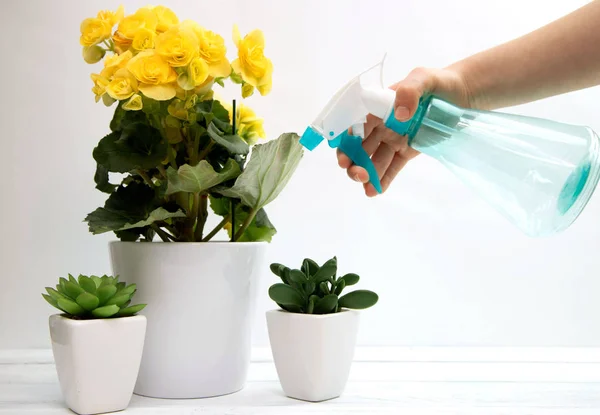 Blooming yellow home begonia in a ceramic white pot is sprayed from a spray bottle. Nearby are succulents. White background. Growing home plants. — 스톡 사진