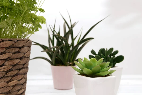 Suculentas caseiras em pequenos potes de cerâmica e salsa em um pote de vime. Verduras caseiras. Criação de plantas em casa. Instalações domésticas . — Fotografia de Stock