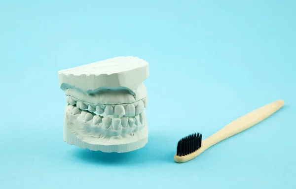 A plaster model of the jaw and an eco-biological bamboo toothbrush lie nearby. Waste Disposal. Dentures. Caring for teeth and oral cavity. Copy space — Stock Photo, Image