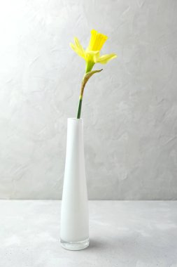 Beyaz seramik bir vazoda gri bir zemin üzerinde taze sarı nergis çiçeği. Minimalizm. Dikey oryantasyon. Bahar çiçekleri