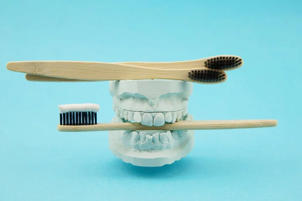 Plaster model of the jaw with a toothbrush on it. Plaster toothbrushes. Ecological toothbrushes made of bamboo and natural bristles with toothpaste. Oral Care, Dental Health — Stock Photo, Image