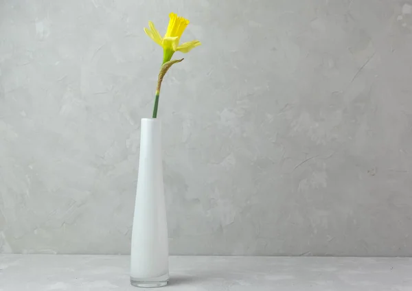 Vaso Branco Com Uma Flor Narciso Amarela Fundo Cinza Minimalismo — Fotografia de Stock