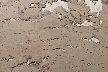 Mantar Tahta Yüzey, Doğa Ürünleri Endüstrisinin Kapalı Arkaplan ve Dokusu