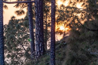 Orman ağaçlarının arasından süzülen parlak sarı turuncu ışık ile gün doğumunun güzel geniş bir görüntüsü..