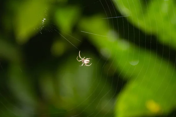 배경에 흐릿 한 녹색 식물들로 거미줄을 치는 작은 거미의 개념인 곤충. — 스톡 사진