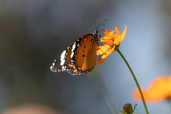 Hermosa Toma Una Mariposa Flor Amarilla Con Ala Foco Fondo — Foto de Stock