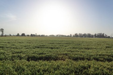Zooloji konseptinde pamuk ipeği ağacında oturan keskin gagalı güzel bir mor güneş kuşu..