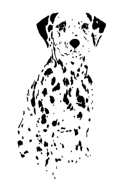 Drawing Ink Brush Dalmatian Dog Spots — Stock Photo, Image