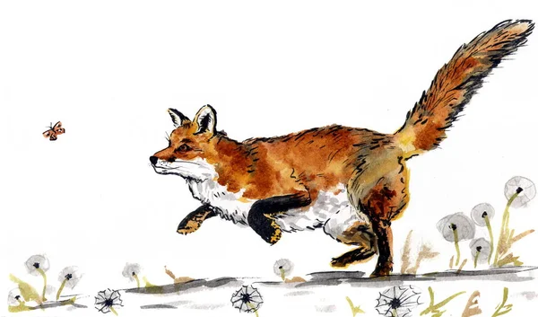 Watercolor drawing "Fox runs after a butterfly"