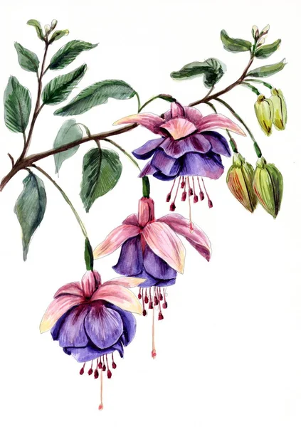 Aquareltekening Tak Met Fuchsia Bloemen — Stockfoto