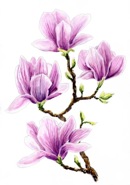 Dibujo Acuarela Rama Con Flores Magnolia —  Fotos de Stock