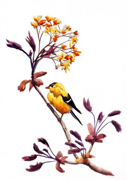 水彩画 花朵上的黄鸟 — 图库照片
