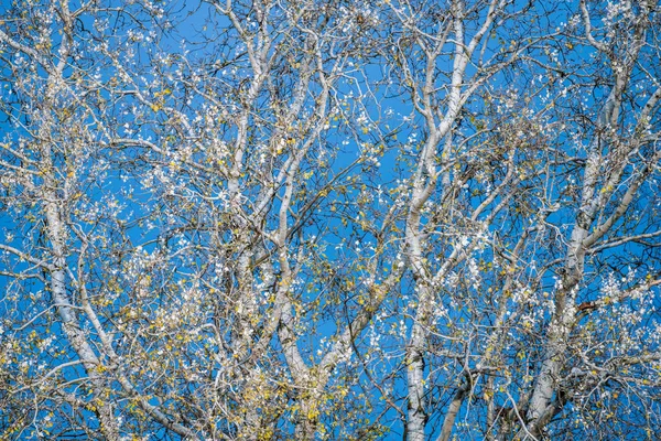 这棵白桦树与蓝天背景形成对比. 在白桦树的枝条上，秋天的黄叶 — 图库照片