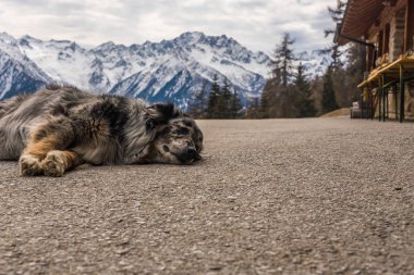 Serseri köpek, dağ yolunda uyuyor. Karla kaplı dağlar, bulutlu gökyüzü ve arka planda ağaçlar.
