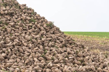 Taze, şeker pancarı kazdıktan hemen sonra hala topraktan kirli, yığının üzerinde yatıyordu. Arka planda yeşil alan ve mavi gökyüzü.