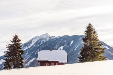 Baca olan ahşap bir ev, iki uzun çim tarlası arasında, Noel ağaçları. Kış, dağ manzarası karla kaplı.