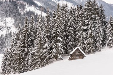 Tahta dağ kulübesi, karlı dağlar ve ağaçların arka planına karşı. Avusturya 'da kış alp manzarası. Güzel, doğal arka plan.
