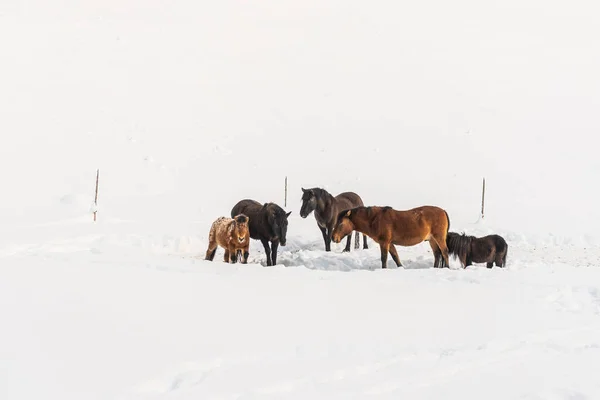 Zimowy Dzień Stado Koni Stojących Śnieżnym Pastwisku Tle Widoczne Słupki — Zdjęcie stockowe