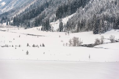 Karlı bir dağ vadisinde kıvrılan bir nehir. Dağ kozalaklı ağaçlarla kaplı. Güzel doğal arkaplan.