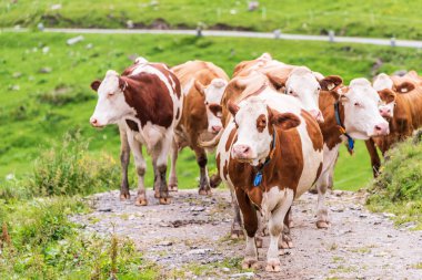 Kahverengi alp inekleri süt sağmak için dağ yolunda toplanıyor. Arka planda bir taş yol ve yeşil çimenli çayırlık, çayır.