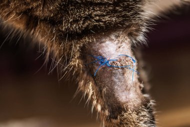 Traşlı saçı ve cerrahi dikişleri olan evcil hayvan patisine yakın plan. Başka bir kedi tarafından ısırıldığım için ameliyat sonrası dikişle kedi yarası..