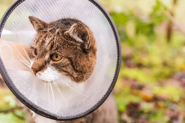 E- yaka (Elizabethan Collar) adı verilen, ameliyattan sonra iyileşme sürecinde veteriner beyaz plastik konideki kedi. Doğal bahçe arka planı, yapraklar ve yeşil çimenler.