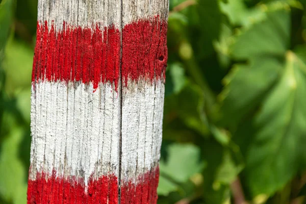 Het Witte Rode Toeristische Wandelbord Geschilderd Boom Groene Bladeren Als — Stockfoto