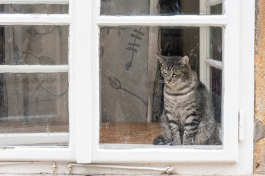 Beyaz, gri ve siyah kedi yeşil gözlü Beyaz eski pencerenin arkasında oturan kirli camlı.