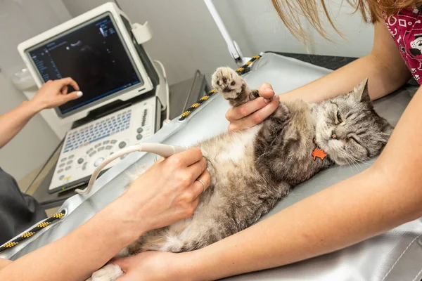 Veteriner kliniğindeki ultrason sırasında küçük gri kedi. Masada yatan kedi. Tıbbi ekipmanlar, arka planda monitör..